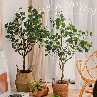 [180พร้อมส่ง/ไซส์อื่นพรี14วันค่ะ]🌱EUCALYPTUS TREE (ยูคาลิปตัส) ต้นประดิษฐ์งานเหมือนจริง ใบกลมน่ารัก แต่งบ้านสวยมาก