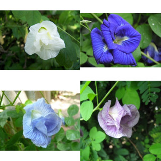 เมล็ดพันธุ์ ดอกอัญชัน อัญชัน กลีบซ้อน 5 ชั้น ( Butterfly Pea Seed ) สี ฟ้า,ม่วง,ขาว จำนวนเมล็ดอยู่ที่รายละเอียดสินค้าค่ะ