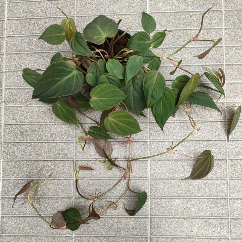 พลู​สนิม​กระถาง3-8นิ้ว#เลี้ยงแช่น้ำได้