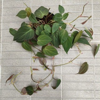 พลู​สนิม​กระถาง3-8นิ้ว#เลี้ยงแช่น้ำได้