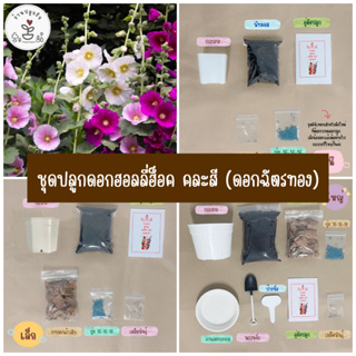 LXG : ชุดปลูกดอกฮอลลี่ฮ็อค หรือ ดอกฉัตรทอง คละสี (Hollyhock) ชุดพร้อมปลูกดอกฮอลลี่ฮ็อค ดอกฉัตรทองชุดปลูกดอกไม้ มี 3 ขนาด