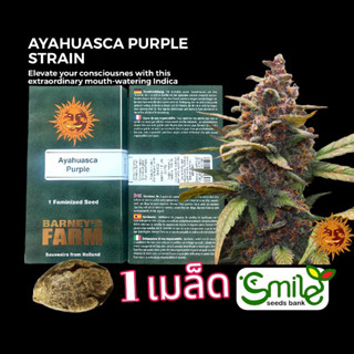 เมล็ดกัญชา Ayahuasaca Purple (Fem) - Barney’s Farm