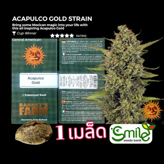 เมล็ดกัญชา Acapulco Gold (Fem) Winner Cup* - Barney’s Farm