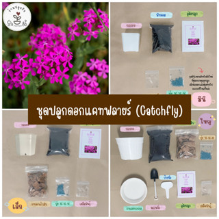 LXG : ชุดปลูกดอกแคทฟลายร์ (catchfly) ชุดพร้อมปลูกดอกแคทฟลายร์ ดอกแคทฟลายร์ ชุดปลูกดอกไม้ มี 3 ขนาด