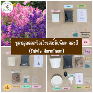 LXG : ชุดปลูกดอกซัลเวียเฮอร์มิเนียม คละสี (Salval Horminum) ชุดพร้อมปลูกดอกซัลเวียเฮอร์มิเนียม ชุดปลูกดอกไม้  มี 3 ขนาด