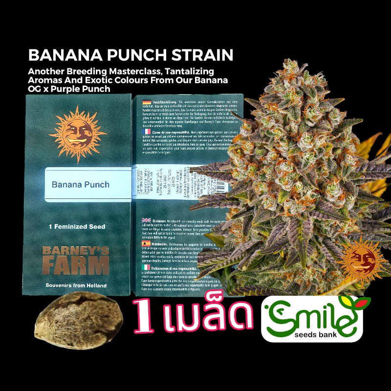 เมล็ดกัญชา Banana Punch (Fem) - Barney’s Farm