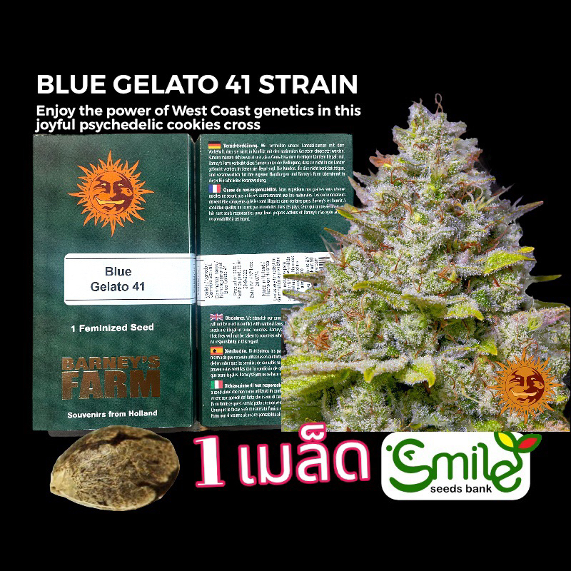 เมล็ดกัญชา Blue Gelato 41 (Fem) - Barney’s Farm