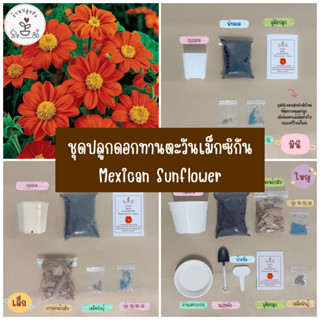 LXG : ชุดปลูกดอกทานตะวันเม็กซิกัน (Maxican Sunflower) ชุดพร้อมปลูกดอกทานตะวันเม็กซิกัน ดอกทานตะวัน ดอกไม้ มี 3 ขนาด