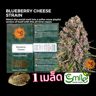 เมล็ดกัญชา Blueberry Cheese (Fem) - Barney’s Farm