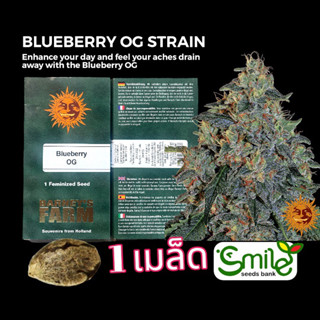 เมล็ดกัญชา Blueberry OG (Fem) - Barney’s Farm