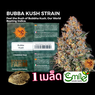 เมล็ดกัญชา Bubba Kush (Fem) - Barney’s Farm