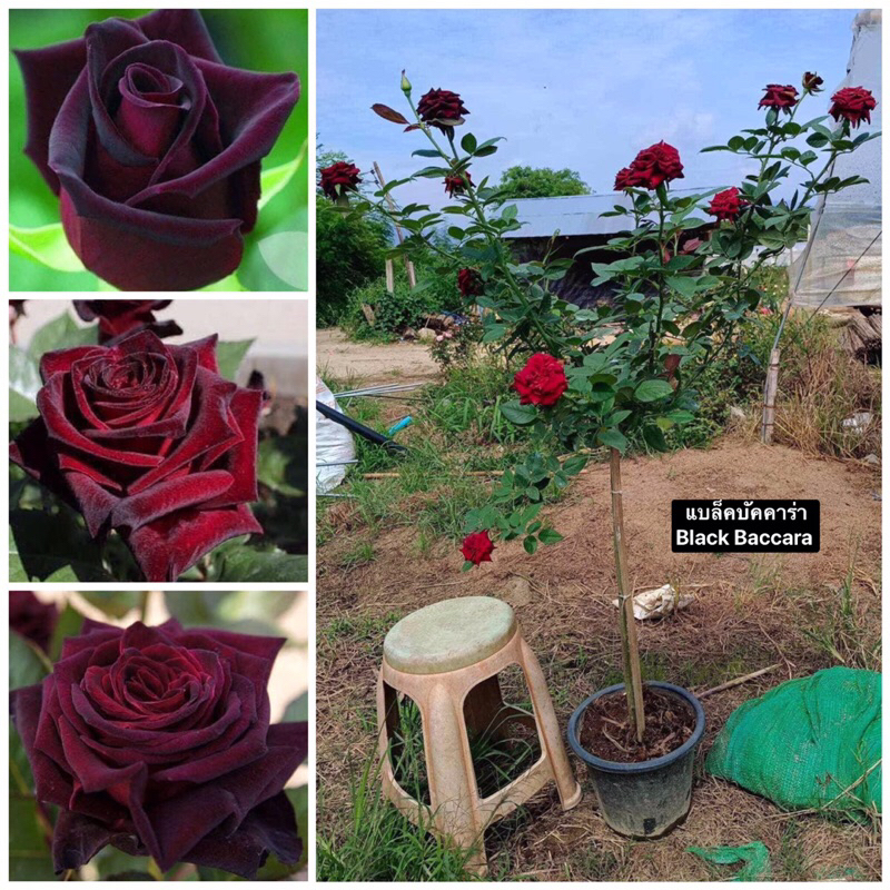 กุหลาบ-ทรีโรสแบล็คบัคคาร่า Tree Rose Black Baccara