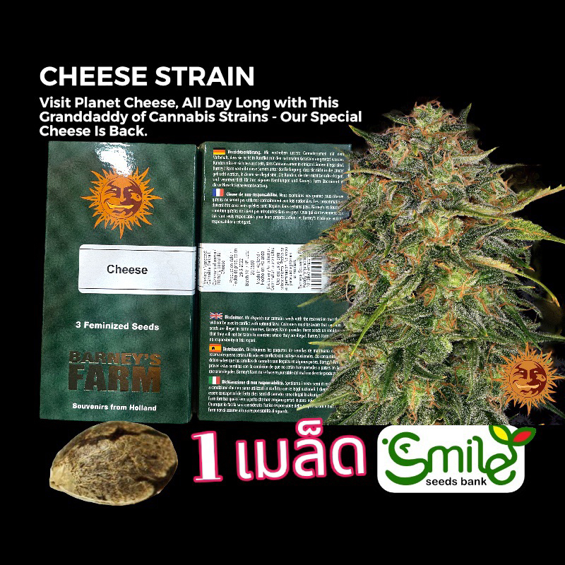 เมล็ดกัญชา Cheese (Fem) - Barney’s Farm