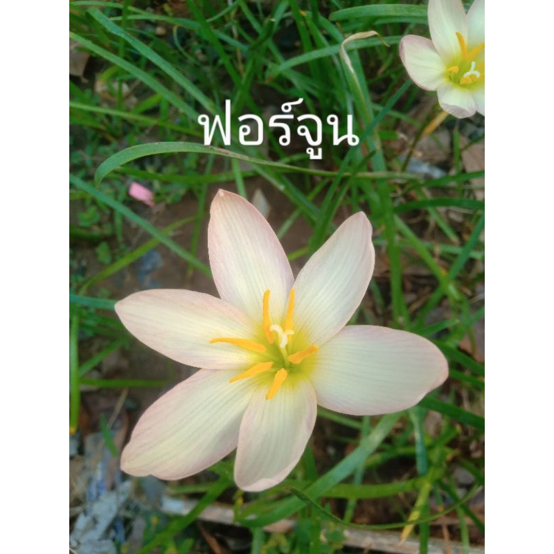 บัวดินสีขาวฟอร์จูน1หัว