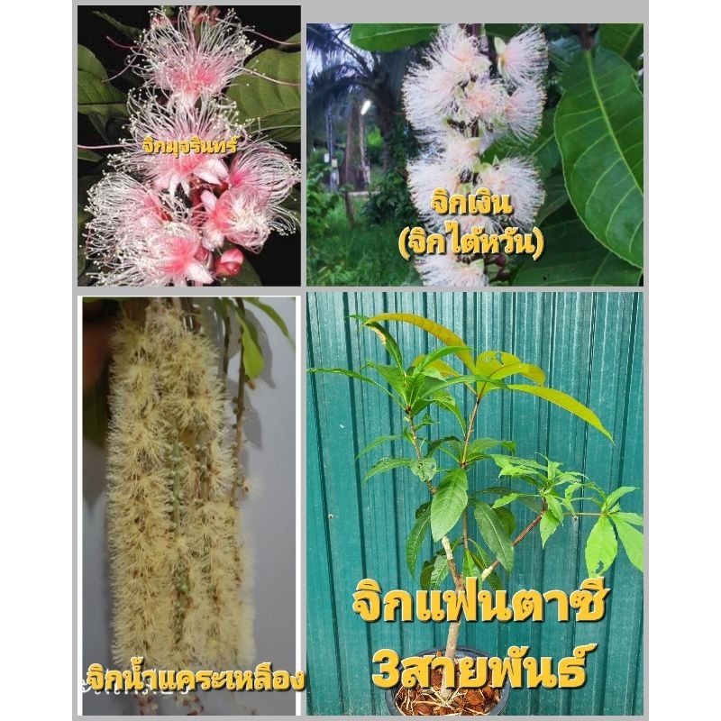 จิกแฟนตาซี3สายพันธ์(จิกมุจรินทร์+จิกเงิน+จิกน้ำสีเหลือง)เป็นไม้ประดับที่มีดอก3สีในต้นเดียวกันมีกลิ่น