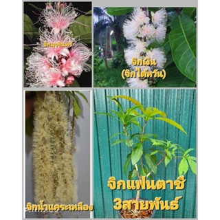 จิกแฟนตาซี3สายพันธ์(จิกมุจรินทร์+จิกเงิน+จิกน้ำสีเหลือง)เป็นไม้ประดับที่มีดอก3สีในต้นเดียวกันมีกลิ่นหอมออกดอกตลอดปี