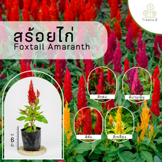 Treeno.9 T54 สร้อยไก่ (Celosia Plumosa) ถุงดำ 6 นิ้ว สูง 15-20 cm. ดอกไม้ประดับ (ต้นไม้)