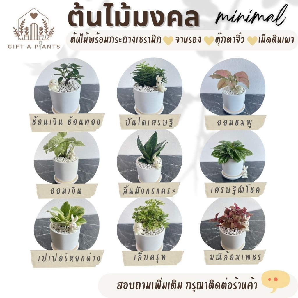 ต้นไม้มงคล พร้อมกระถาง ตั้งโต๊ะทำงาน ต้นจริง ไม้มินิมอล ฟอกอากาศ พร้อมส่ง