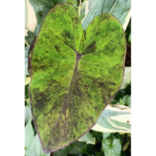 Colocasia black magic variegated