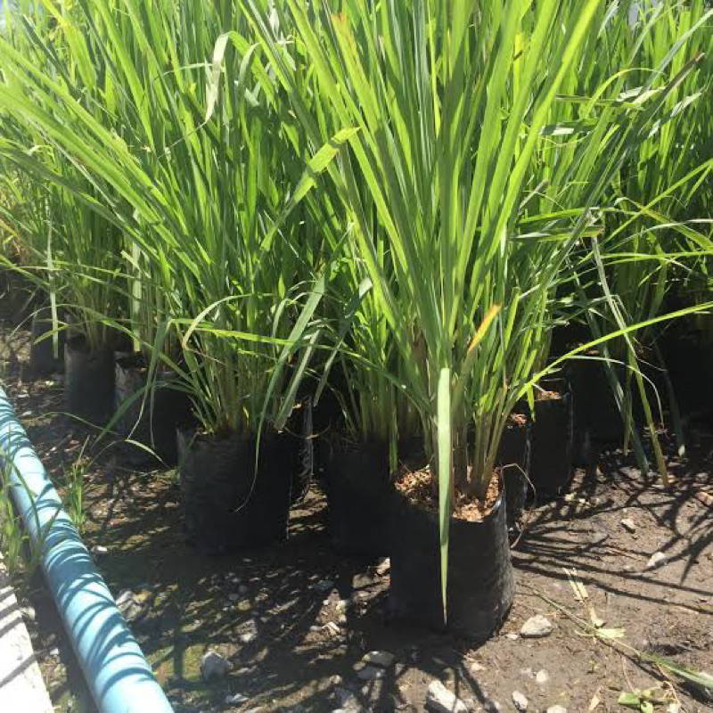 ต้นตะไคร้แกง1 ถุงดำใหญ่ประมาณ5-10ต้นถูกที่สุดในshopee🍆.🥦🪴🌽ผักสวนครัว สมุนไพร