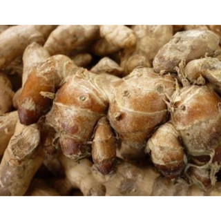 เปราะหอม1ชุด30หัว สมุนไพรว่านเสน่ห์จันทน์ หายากแล้วประกอบอาห…