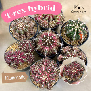 Gymno t-rex hybrid ไม้เมล็ด คัดฟอร์มสวยๆ เลือกต้นได้ แคคตัส กระบองเพชร cactus &amp; succulent