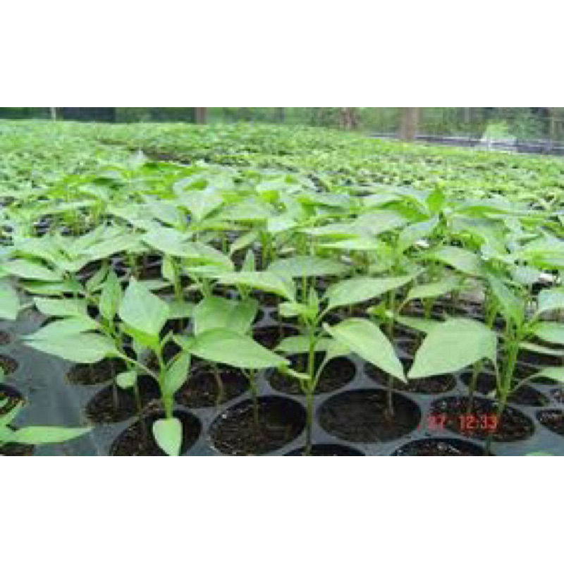 พริกหยวก1ถุงดำ1กล้าพร้อมถุงดำ🍆.ถูกที่สุด🎉🌷🌷🪴🪴