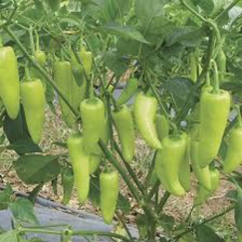 พริกหยวก1ถุงดำ1กล้าพร้อมถุงดำ🍆.ถูกที่สุด🎉🌷🌷🪴🪴 - รูปที่ 2