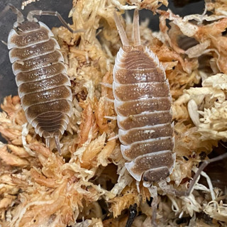 มอสแห้ง เลี้ยงไอโซพอด isopod มอสเกรดพรีเมี่ยม Sphagnum moss กล่องละ 50 บาท