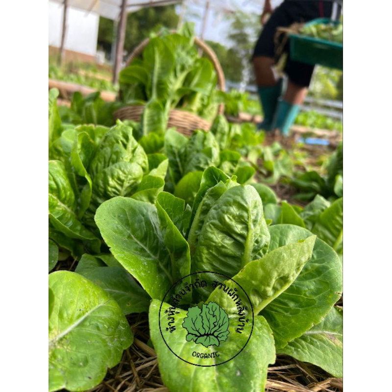 เมล็ดพันธุ์มินิคอส พันธุ์โครเวทรี อัตรางอกสูง เมล็ดพันธุ์คุณภาพ บรรจุ 300 เมล็ด - รูปที่ 2