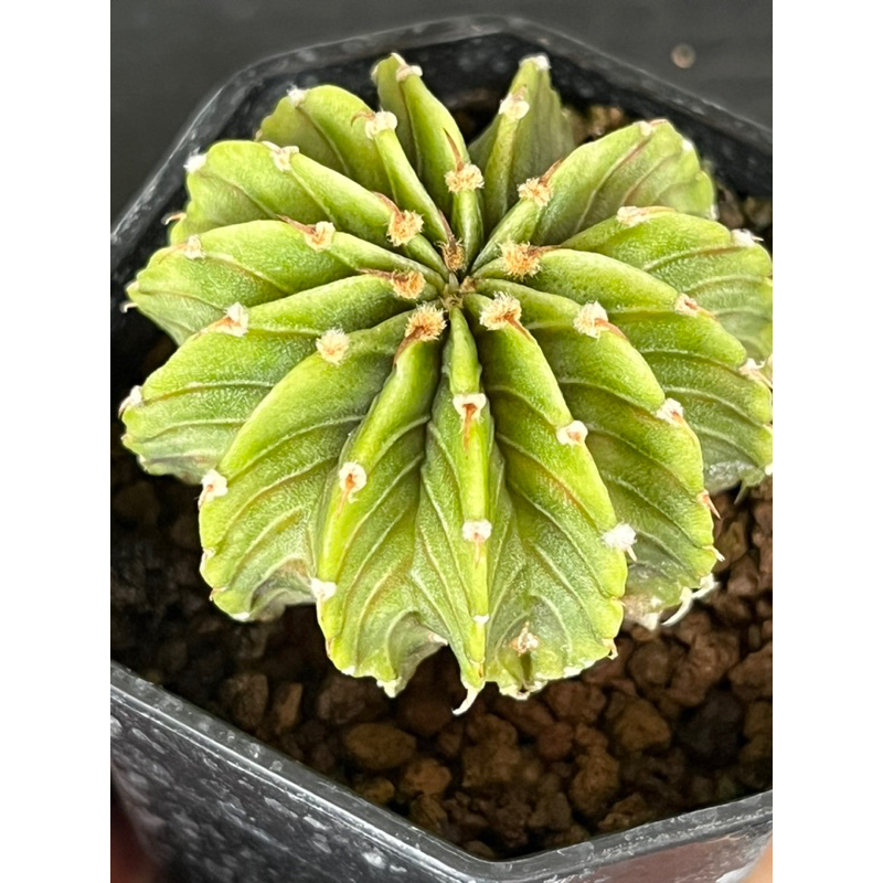 LB2178 ตองอ่อน14พูเชื้อคริส ขนาด3-4cm