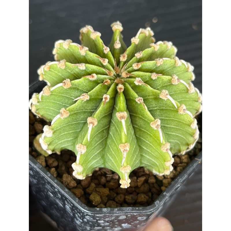 LB 2178ตองอ่อน ชำหน่อเชื้อคริส  14พู ไม้ขนาด4-5cm ใหญ่ๆ