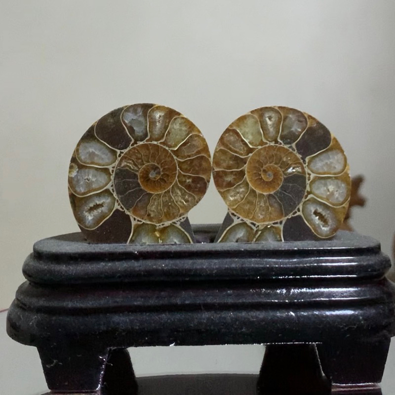 ฟอสซิลแอมโมไนต์ (Ammonite fossil) ผ่าและขัดเงา 0.2 kg พร้อมฐานไม้