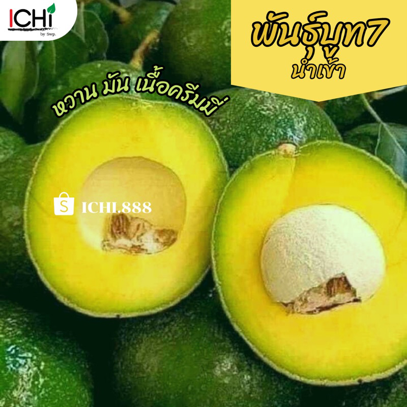 🥑 พร้อมส่งผลสด รวมสายพันธุ์อโวคาโด(1 kg.) 034 TA21 บูท7 บัคคาเนีย