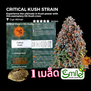 เมล็ดกัญชา Critical Kush (Fem) Winner Cup* - Barney’s Farm