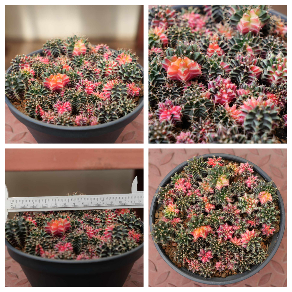 Beepees cactus กระบองเพชร แคคตัส ยิมโนด่าง ไม้เมล็ด ขายยกพอต
