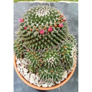 Mammillaria Compressa