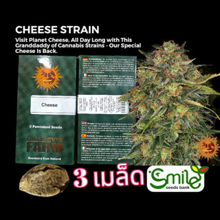 เมล็ดกัญชา Cheese (Fem) - Barney’s Farm