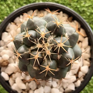 coryphantha elephantidens กระบองเพชร