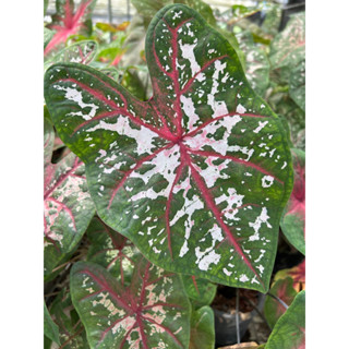 บอนสี แคโรลีนวอตัน #Caladium Carolyn Whorton กอใหญ่ กระถาง 6นิ้ว