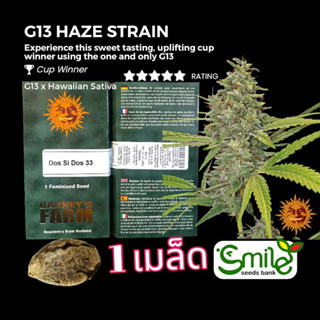 เมล็ดกัญชา G13 Haze (Fem) Winner Cup* - Barney’s Farm