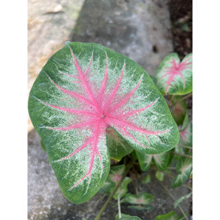 บอยสีโรสบัด Caladium Rosebud กระถาง 6นิ้ว กอใหญ่