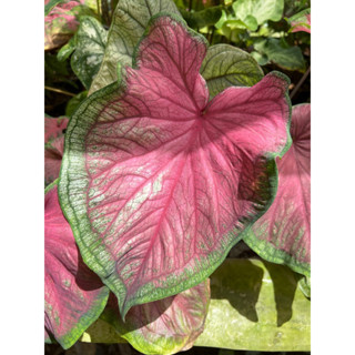 บอนสี Caladium Florida Sweetheart บอนสีสายพันธุ์ต่างประเทศ กอใหญ่กระถาง6นิ้ว