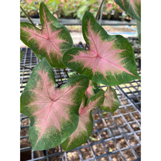 บอนสี แคทลีน (Caladium ‘Kathleen’) กระถาง 6นิ้ว กอใหญ่