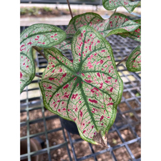 บอนสี สแปรชออฟไวน์#Caladium “Splash of Wine “กระถาง 6นิ้ว กอใหญ่