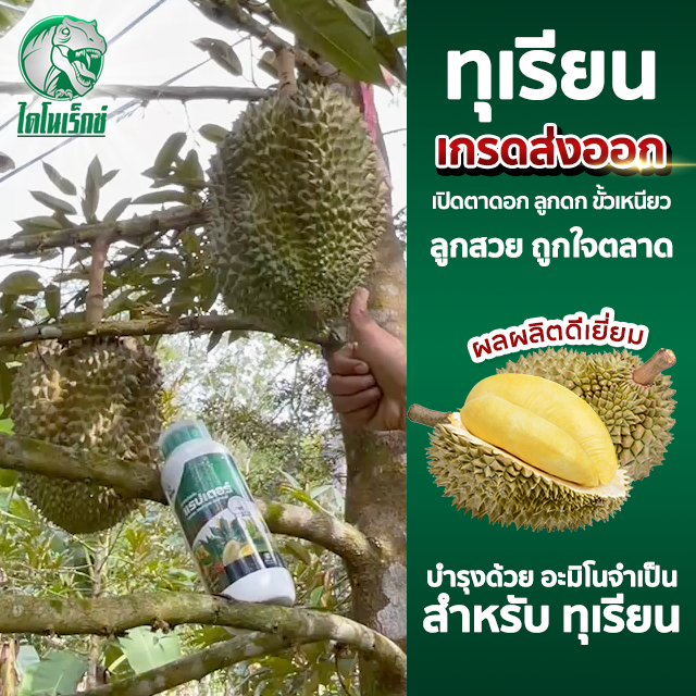 ปุ๋ยน้ำ [อะมิโนโปรตีนแรปเตอร์] อะมิโน 20ชนิดจำเป็นต่อพืช พืชดูดซึมไว ใช้ได้ทันที เสริมสร้างเซล์พืช ใบเขียว บรรจุ 1 ลิตร - รูปที่ 3