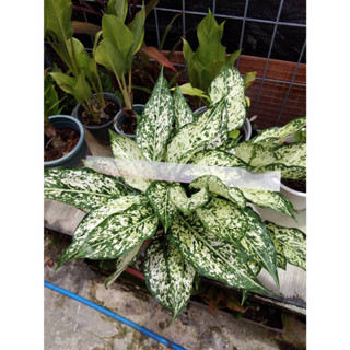 เพชรน้ำหนึ่ง สูง&gt;6นิ้ว 2-3ต้น ในกระถางสี อโกลนีม่า ด่างขาว Aglaonema.