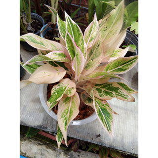 มณีล้อมเพชร  2-3 ต้น  ต้นสูง &gt;15 ซม ในกระถางขาว &gt;8นิ้ว อโกลนีม่า  Aglaonema.