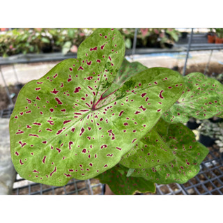 บอนสีมิสมัฟเฟต Caladium  Miss Muffett กระถาง6นิ้ว กอใหญ่