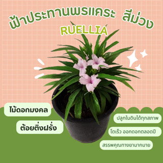 ฟ้าประทานพรแคระ สีม่วง Ruellia ต้อยติ่ง